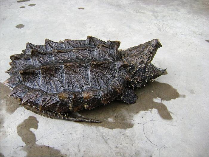 鳄鱼龟养殖技术 鳄鱼龟养殖前景 鳄鱼龟专业养殖 湖南肉狗养殖 郴州