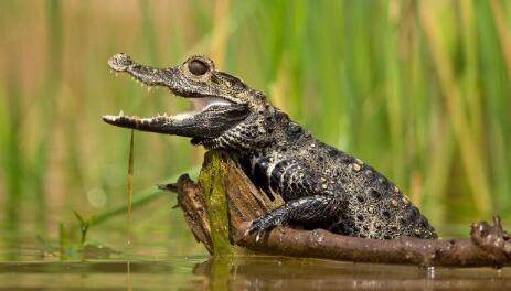 世界上最小的鳄鱼 因体型小曾被当宠物养