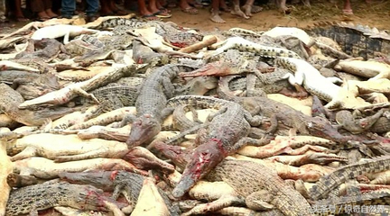 一条鳄鱼咬死一个村民后,600村民冲进养殖场屠杀了近300条鳄鱼